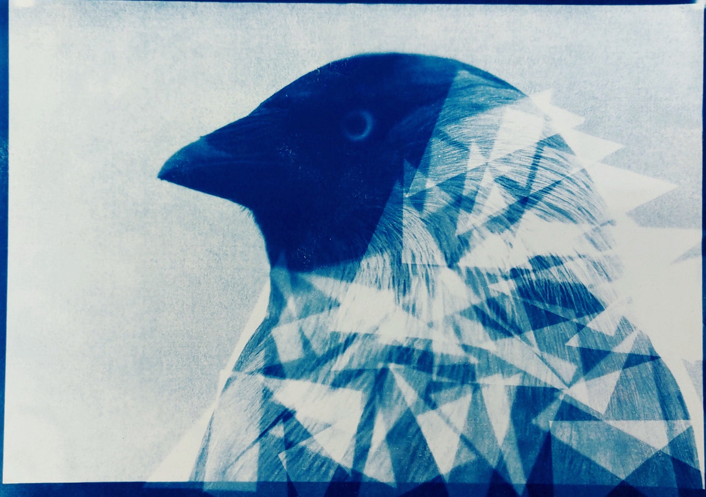 Blue World: Cyanotype for Children aged 8+