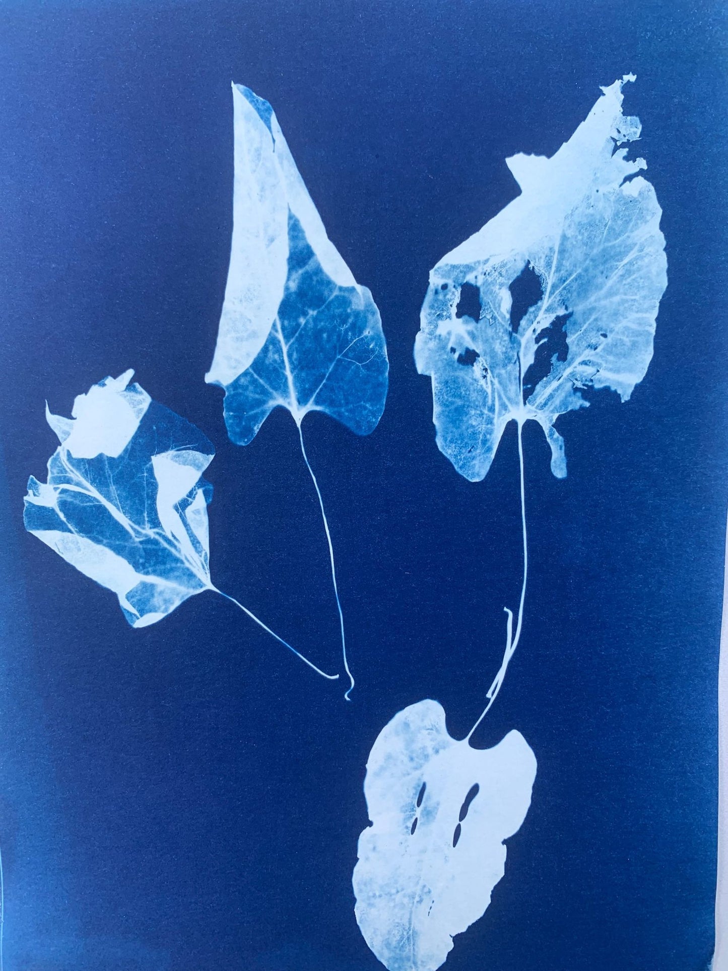 Cyanotype workshop for beginners in Berlin
