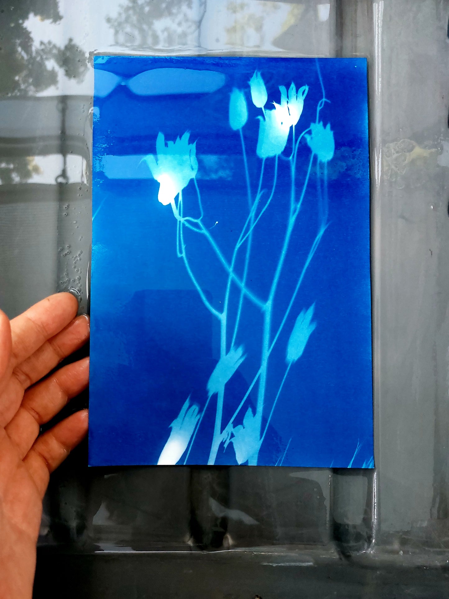 Cyanotypie (Blaudruck) after work - Dein kreativer Feierabend im Grünen