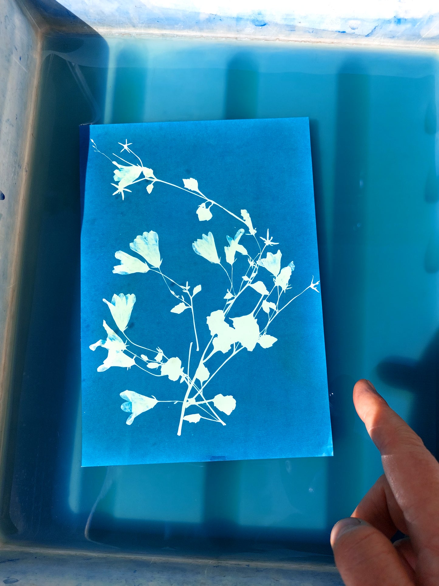 GUTSCHEIN Cyanotypie (Blaudruck) Fotokurs - ein Workshop für Einsteiger*innen