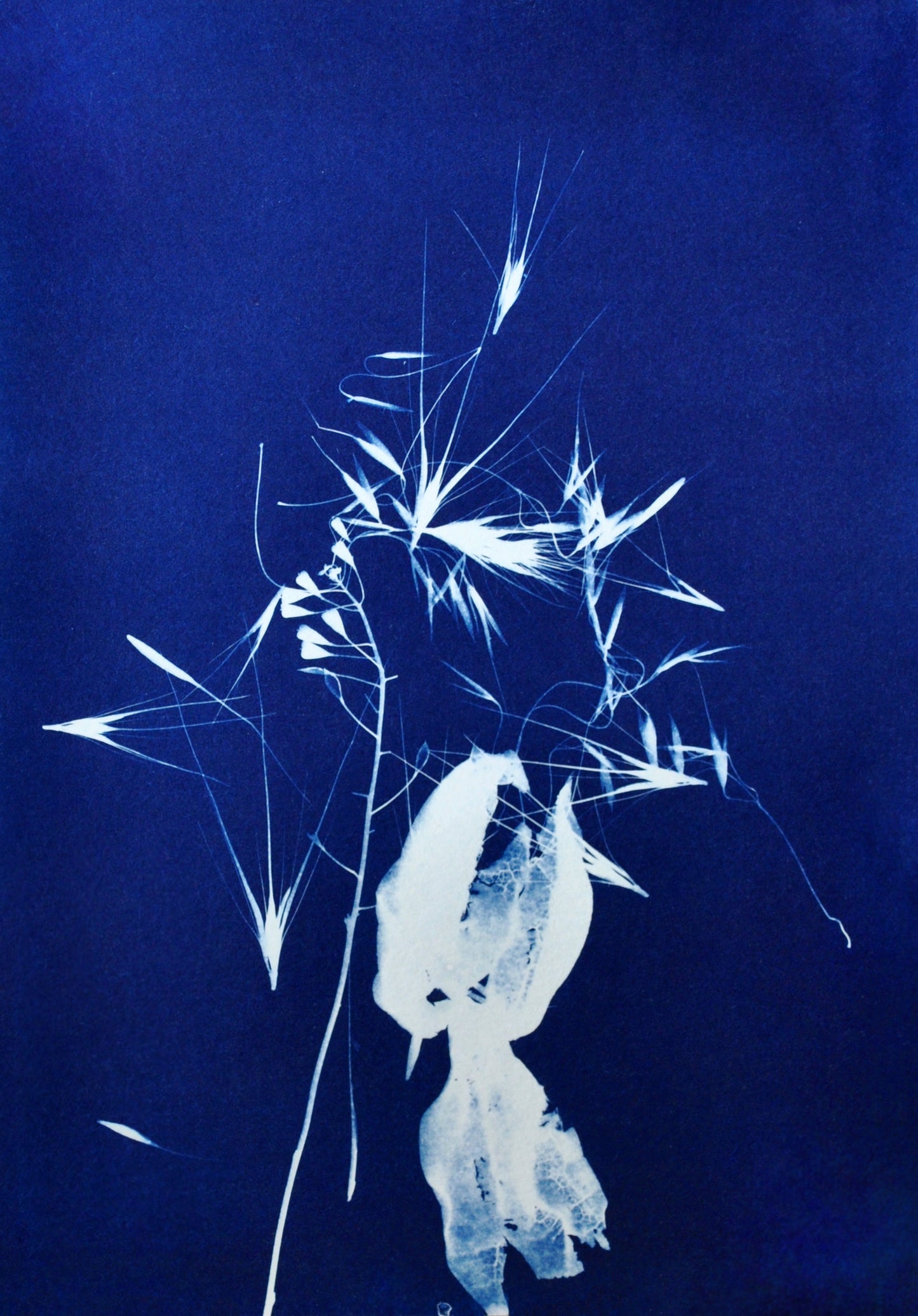 Cyanotype workshop for beginners in Berlin
